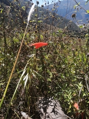 Salvia oppositiflora