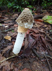 Phallus indusiatus