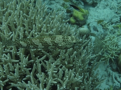 Epinephelus