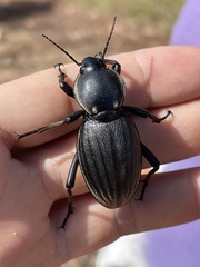 Chiliarchum bertolonii