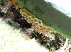 Agalychnis callidryas