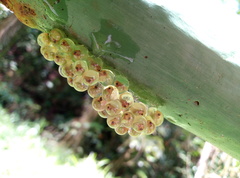 Agalychnis callidryas