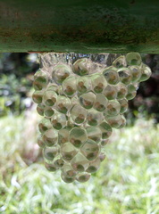 Agalychnis callidryas