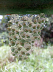 Agalychnis callidryas