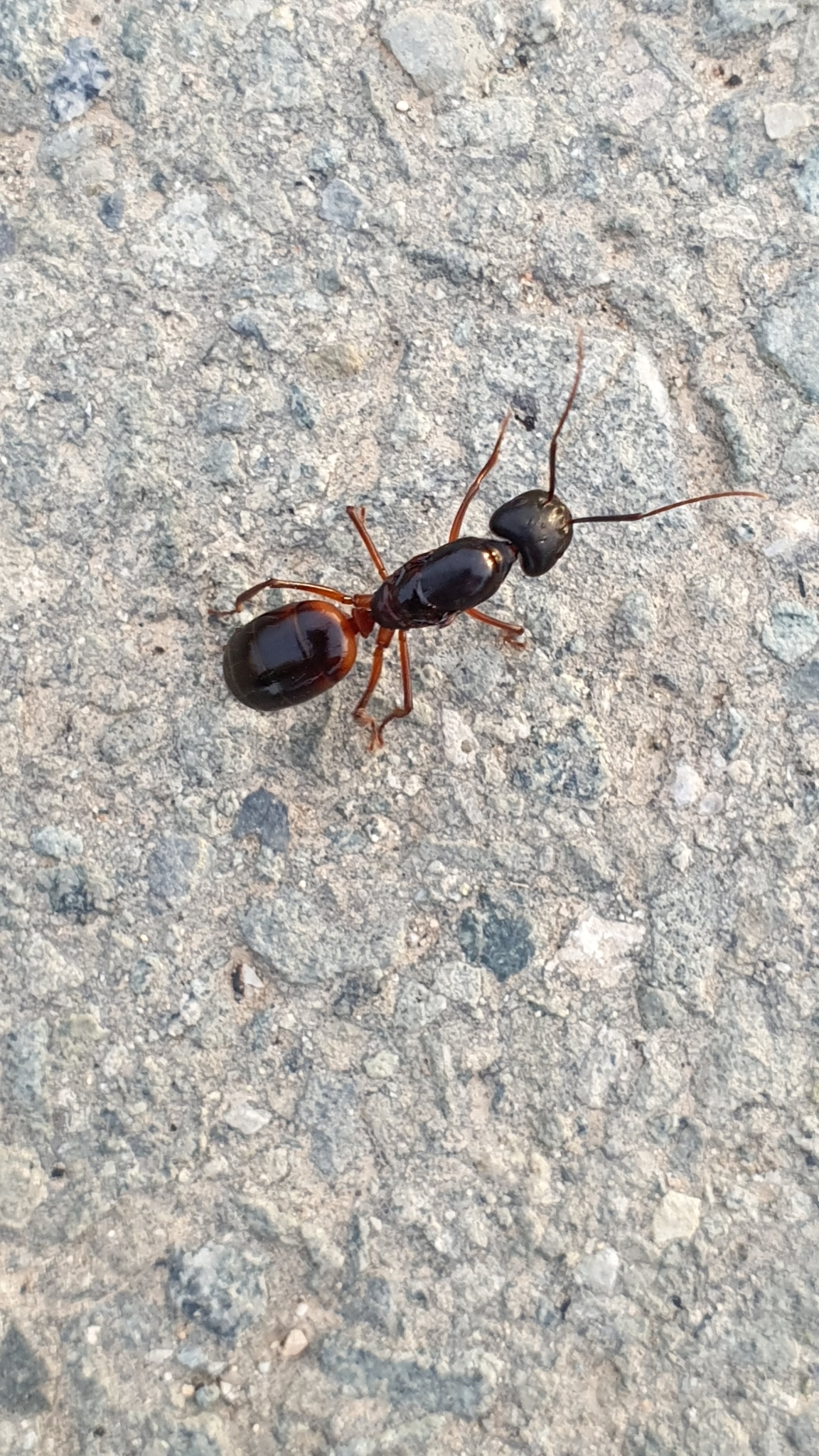 Camponotus cecconii