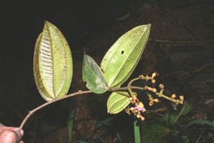 Miconia loreyoides