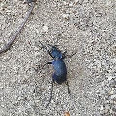 Carabus gyllenhalii