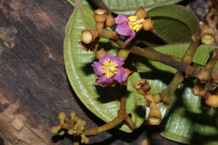 Miconia loreyoides