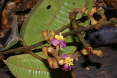 Miconia loreyoides