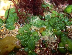 Dictyosphaeria cavernosa