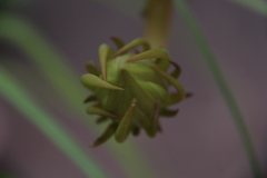 Epiphyllum oxypetalum