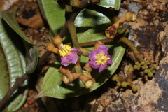 Miconia loreyoides