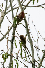 Haemorhous mexicanus