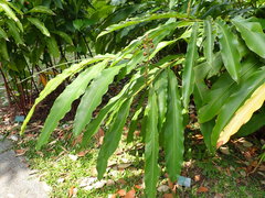 Alpinia kusshakuensis