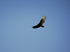 Cathartes aura