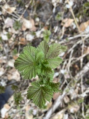 Ribes hirtellum