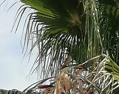 Turdus rufopalliatus