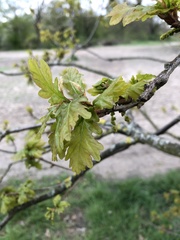 Quercus robur