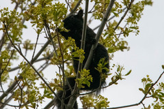 Sciurus carolinensis