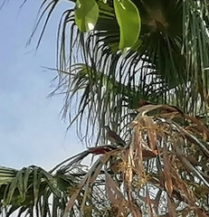 Turdus rufopalliatus