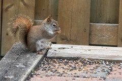 Tamiasciurus hudsonicus