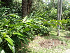 Alpinia formosana