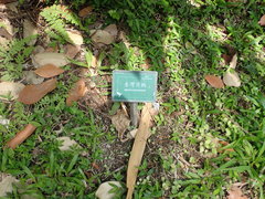 Alpinia formosana