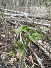 Ribes hirtellum