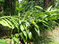 Alpinia formosana