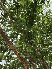 Ulmus parvifolia