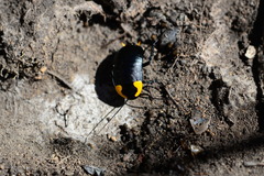 Pseudoderopeltis albilatera