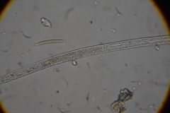 Prismatolaimus