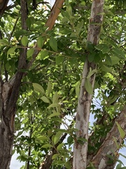 Ulmus parvifolia
