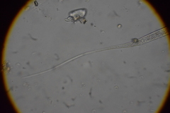 Prismatolaimus