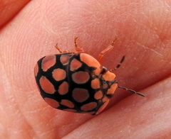 Steganocerus multipunctatus