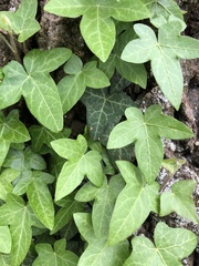 Hedera helix