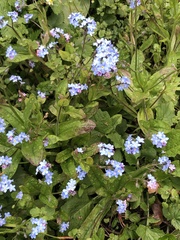 Myosotis sylvatica