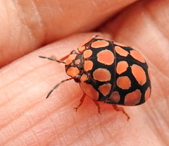 Steganocerus multipunctatus