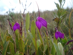 Masdevallia amabilis