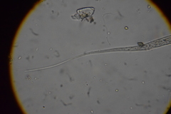 Prismatolaimus
