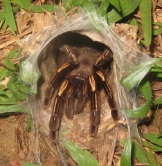 Ephebopus murinus