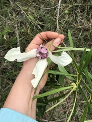 Asimina angustifolia