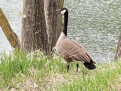 Branta canadensis