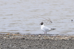 Chroicocephalus ridibundus