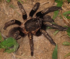 Ephebopus murinus