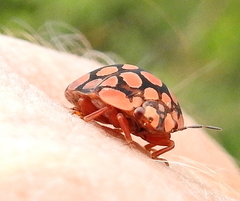 Steganocerus multipunctatus