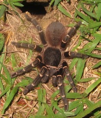 Acanthoscurria juruenicola