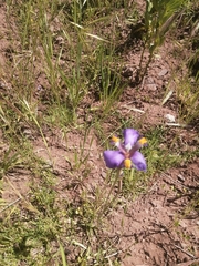 Hesperoxiphion herrerae