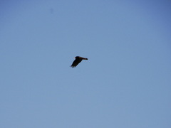 Cathartes aura