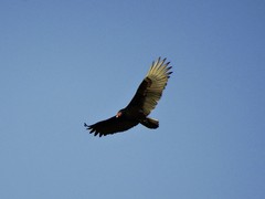 Cathartes aura